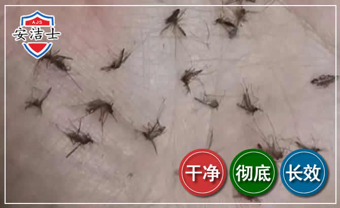 秀洲区蚊子防治-灭蚊