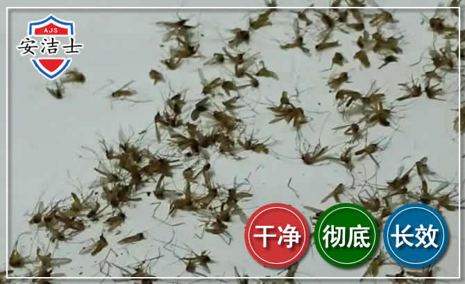 秀洲区苍蝇防治-灭蝇