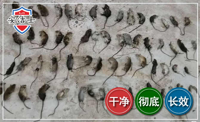 秀洲区鼠害防治-灭鼠