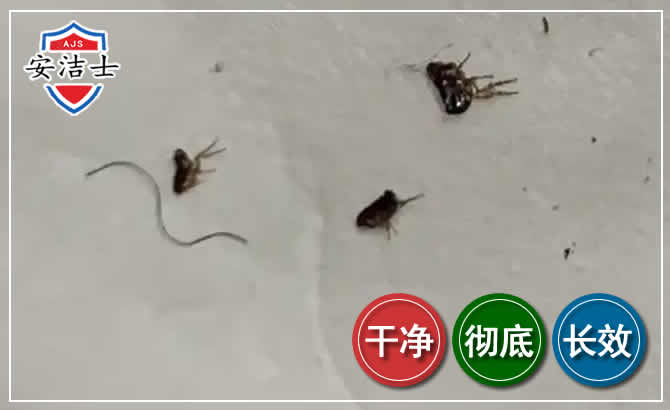秀洲区跳蚤防治-灭跳蚤