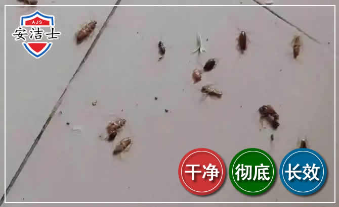 秀洲区蟑螂防治-灭蟑螂