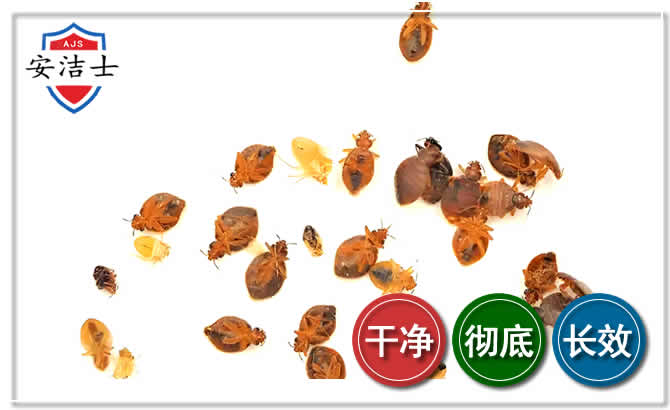 秀洲区臭虫防治-消灭臭虫